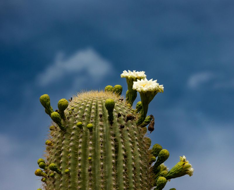 Salvage Permits Cover Legal Removal And Transport