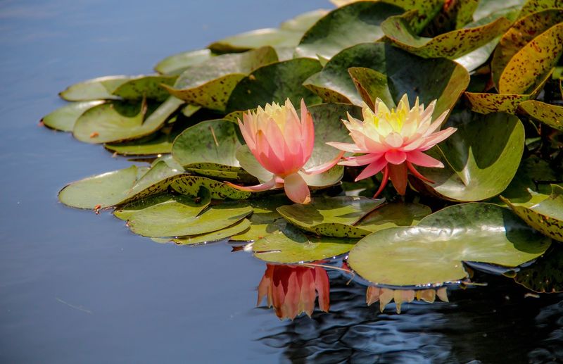 Haiku Readings and Cultural Events That Add Depth