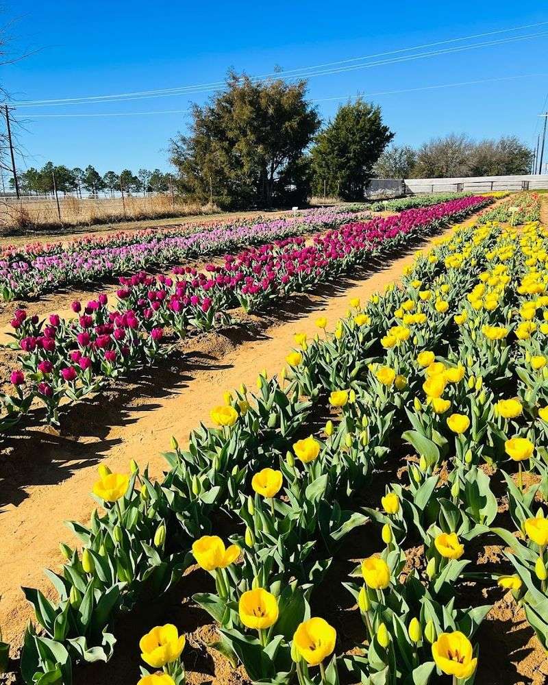 What Makes This Place Feel Different From a Garden