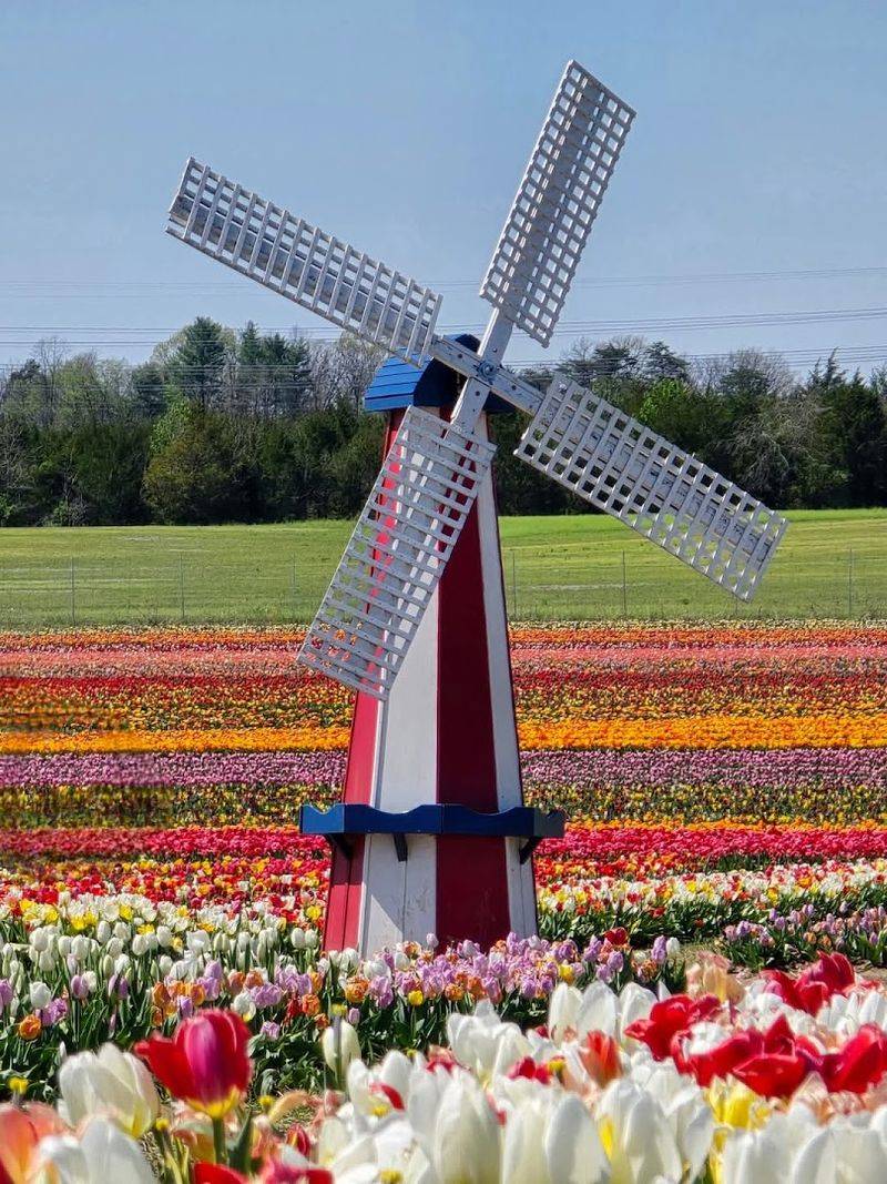 Seasonal Tulip Festival, The Spring Counterpart