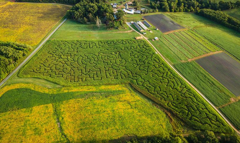 The Legendary Corn Maze That Swallows You Whole