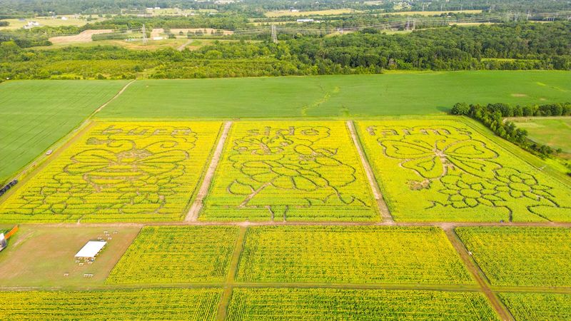 The Sprawling Sunflower Fields and Variety Showcase
