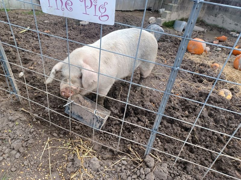 Fresh Collard Greens Ready to Take Home