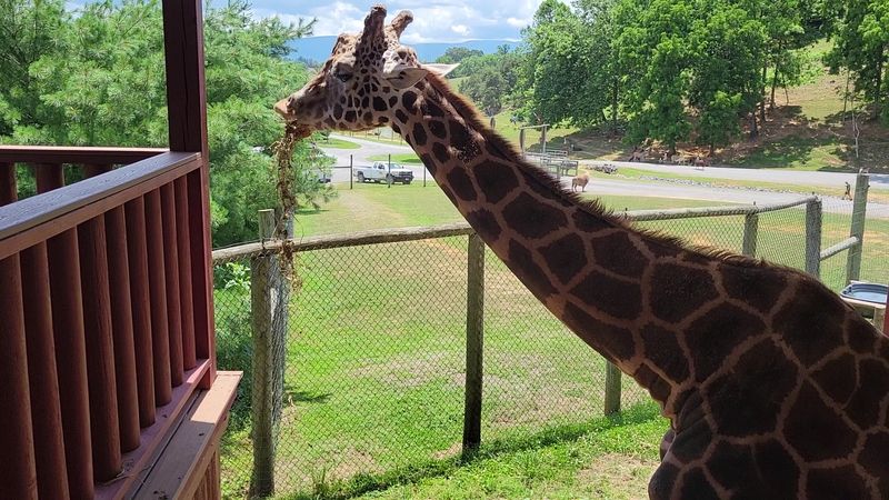 Why Virginia Safari Park Belongs on Every Virginia Bucket List