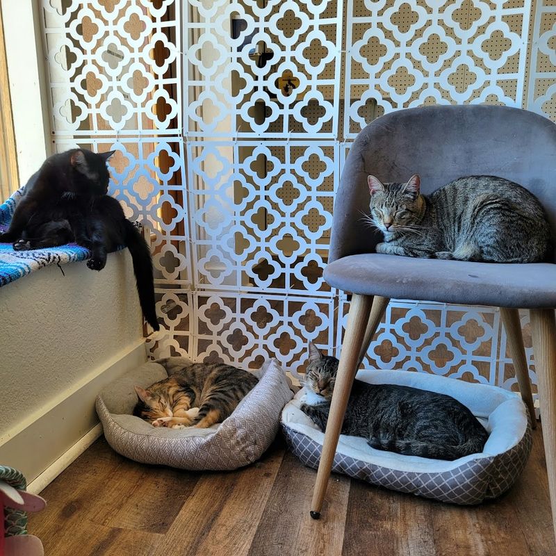 Lounge Rules That Keep Cats Calm And Guests Happy