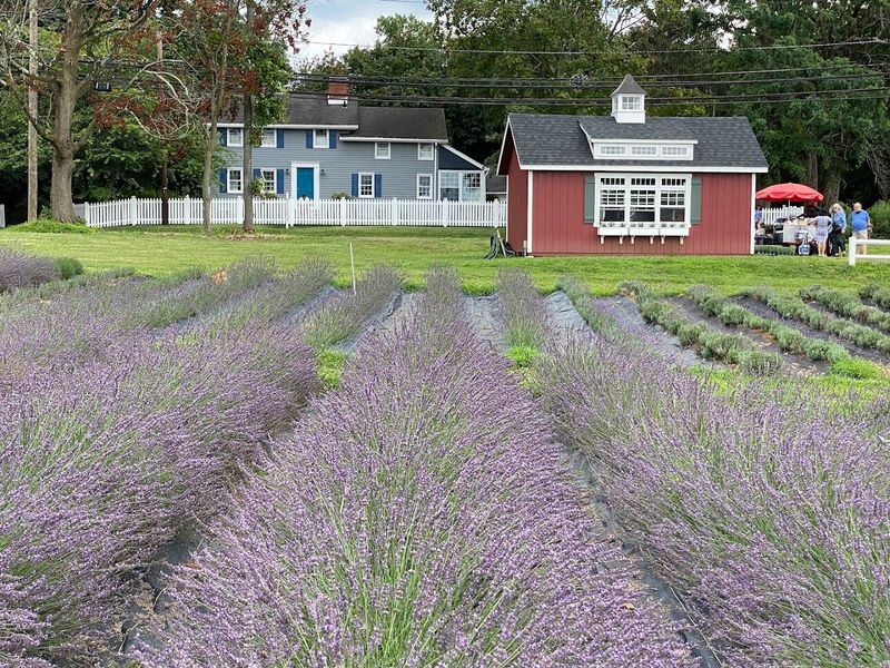 Princeton Lavender