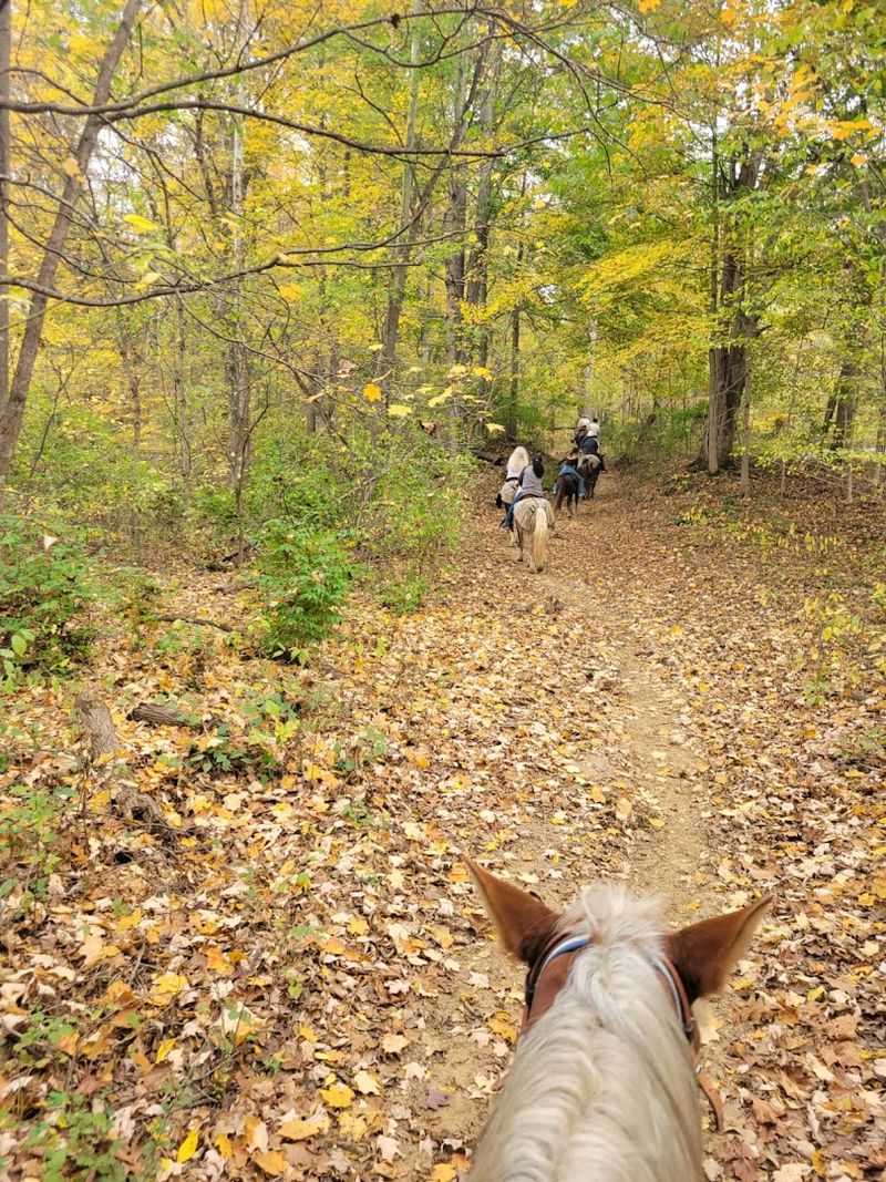 Autumn Foliage Rides That Turn the Forest Into Pure Gold