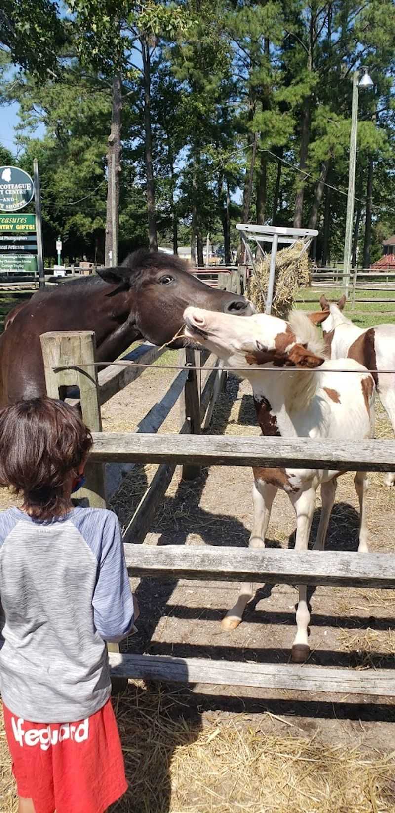 The Petting Zoo That Has Everyone Talking