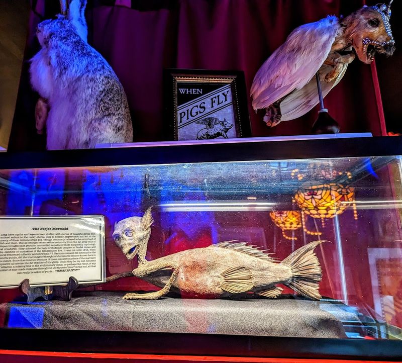 How Curia Arcanum Keeps Austin Genuinely Weird