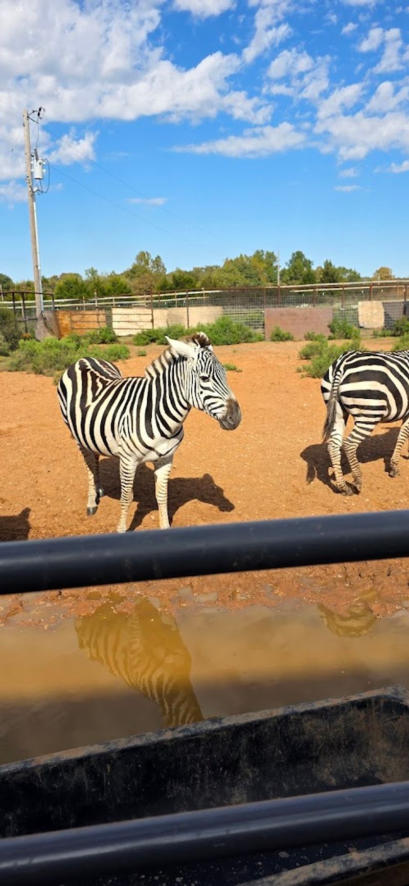 Why Safari Stayz Stands Apart from Other Animal Experiences