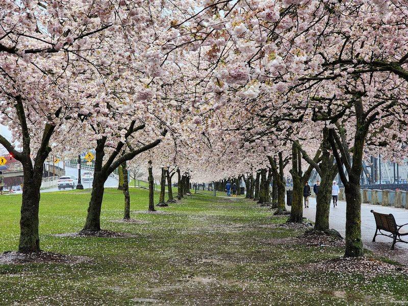 Why Oregon's Waterfront Cherry Blossoms Are Worth Every Effort to See