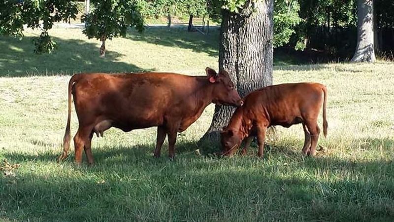 MooShine Ridge, Vinita