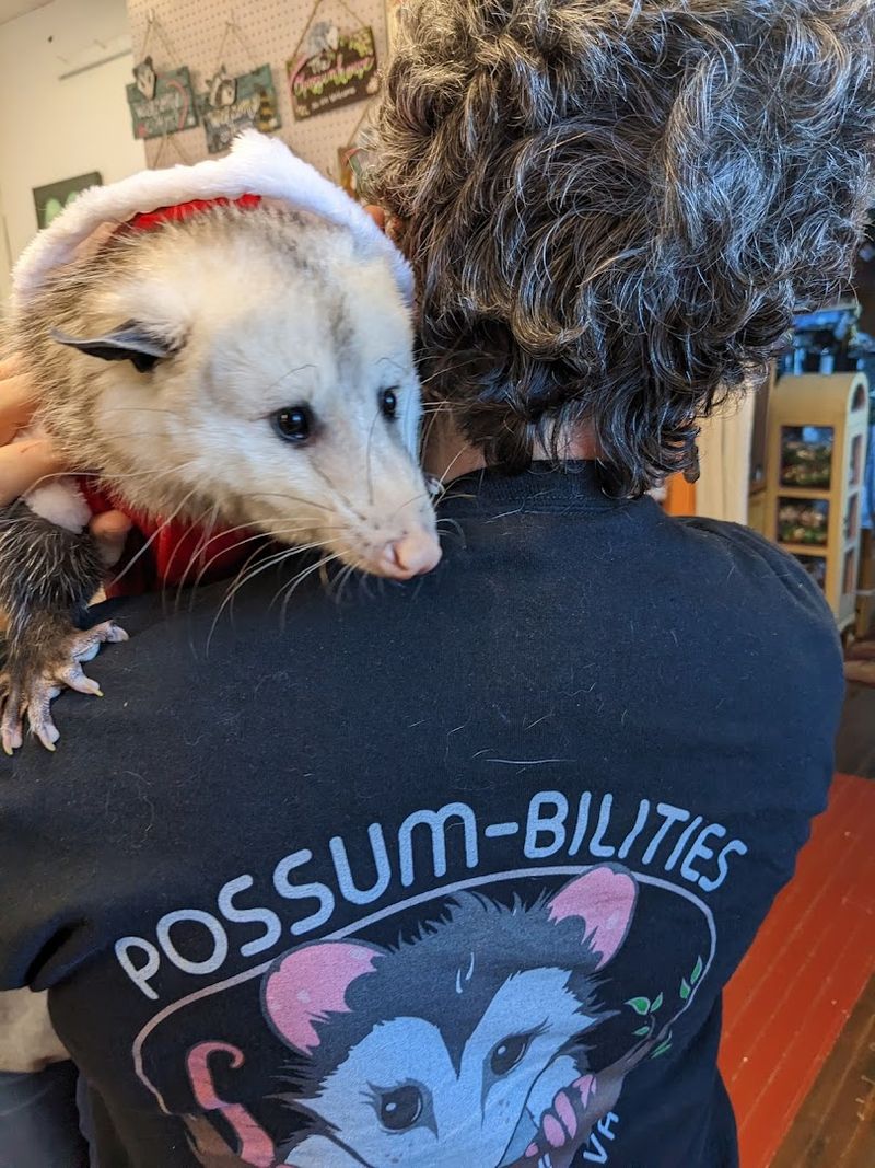Meet The Possum Ambassadors
