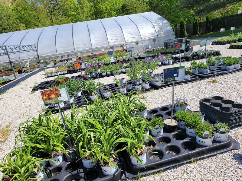 Rare and Unusual Plants That Spark Real Gardening Curiosity