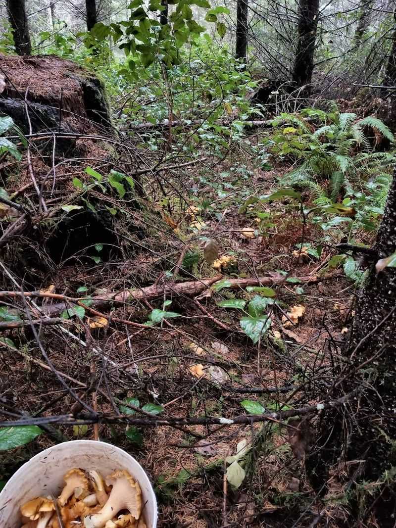Foraging for Mushrooms and Berries