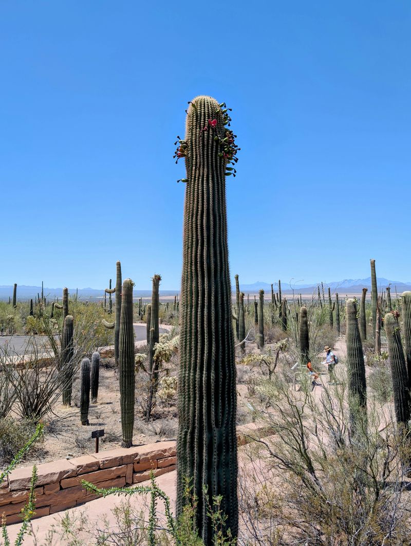 Selling Or Hauling Protected Plants Triggers More Rules