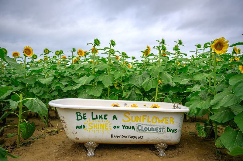 Sunflower Fields: Golden and Endless in Every Direction