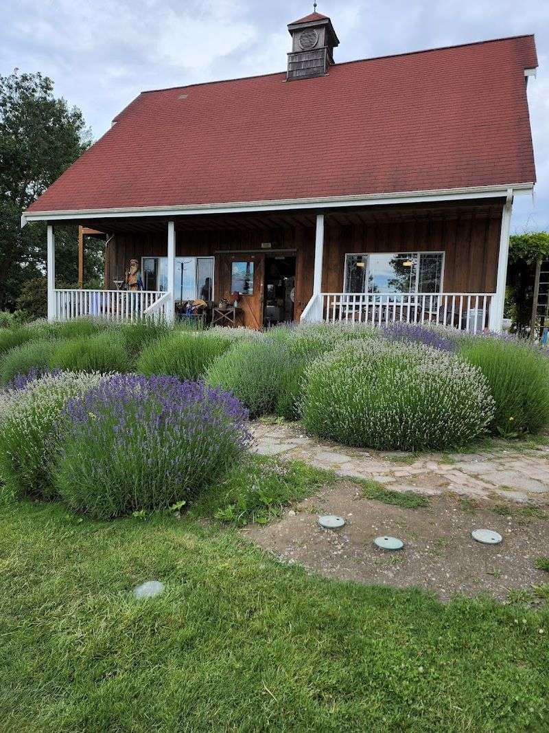 Why Sequim Loves Lavender