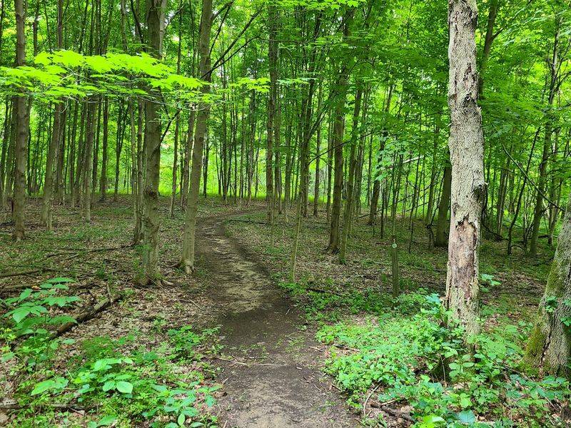 The Upland Trail Through Old-Growth Beech and Maple Forest