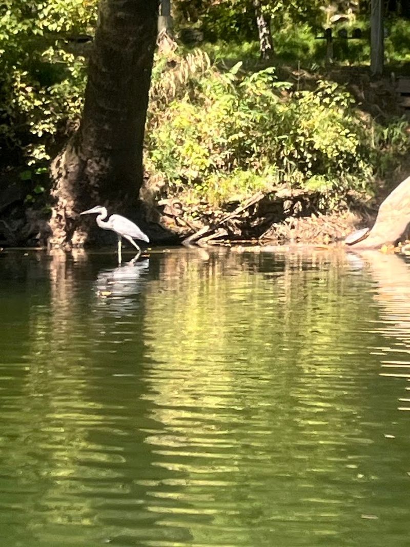 Wildlife Watching From Your Front Row Seat