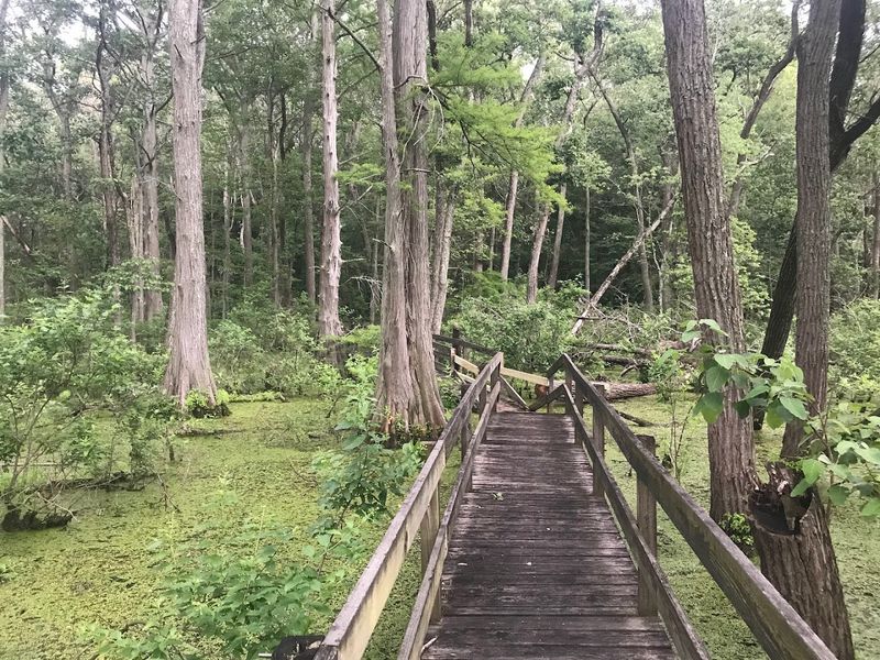 A Boardwalk Trail That Takes You Right Into the Heart of the Swamp