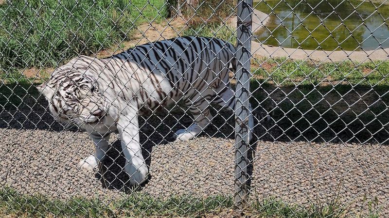 White Bengal Tigers and Black Jaguars That Stop You Cold