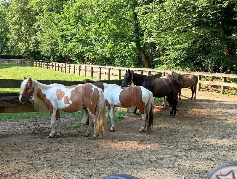 Well-Matched Horses That Make Every Rider Feel Confident