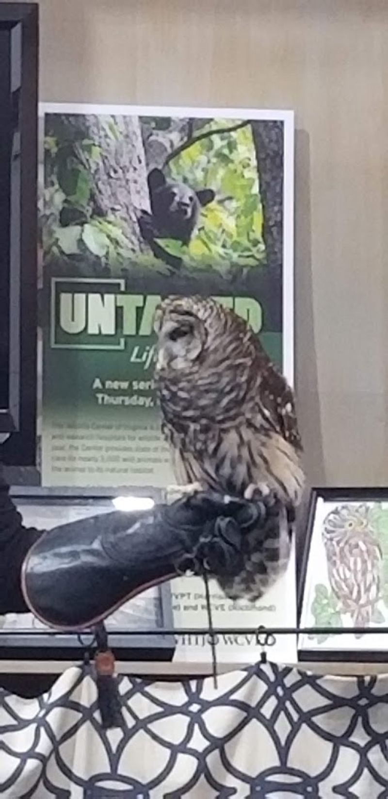 Ambassador Animals You Will Actually Remember