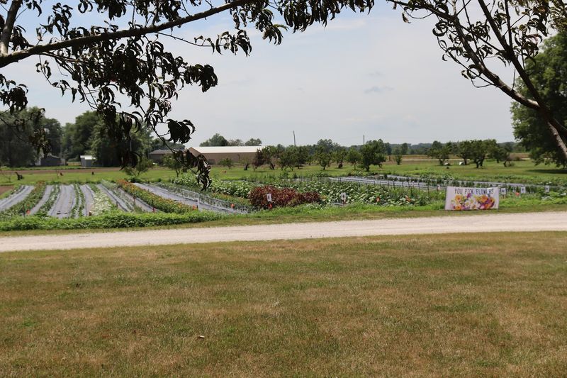 The U-Pick Flower Patch Experience