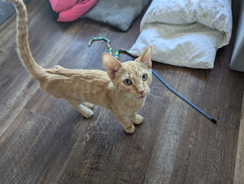 Meet The Cats Focus That Makes Every Visit Feel Different