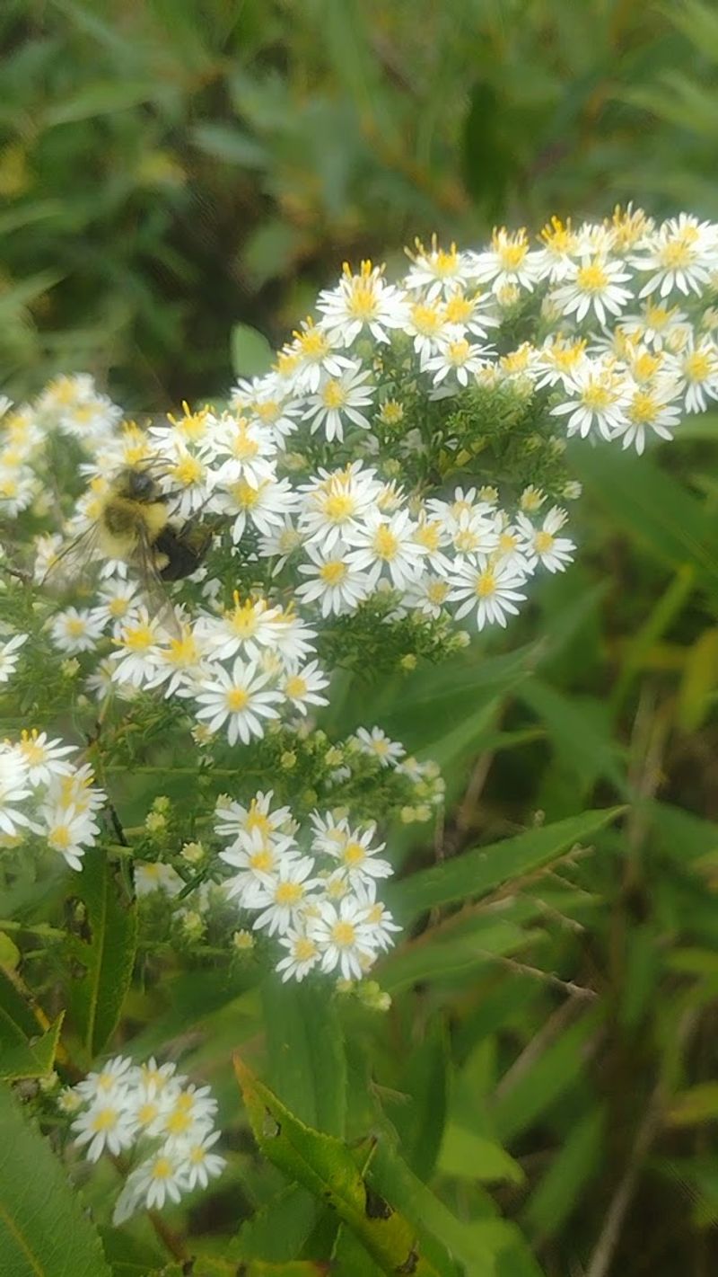 Seasonal Wildflower Displays That Change the Landscape Throughout the Year