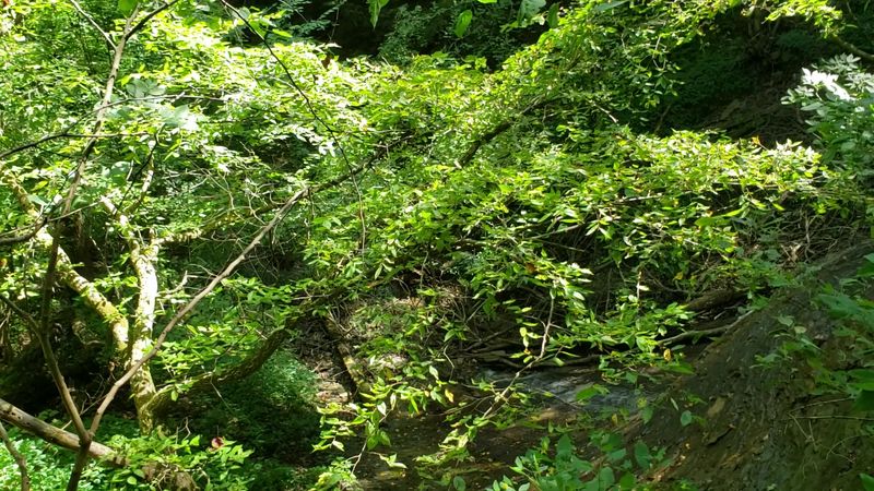 Wildlife, Wildflowers, and the Diversity of the Forest