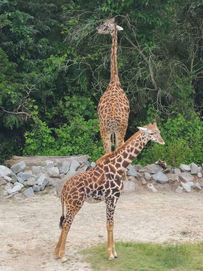 Yoga by the Giraffes, the Unexpected Wellness Experience