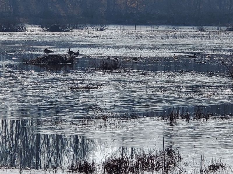 Bald Eagles Make Regular Appearances Here
