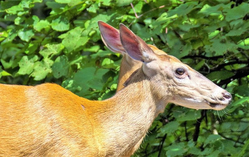 Elk Tours: Getting Up Close With Appalachian Wildlife
