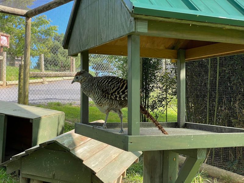 Budgie Adventure Aviary: A Bird Lover's Absolute Dream
