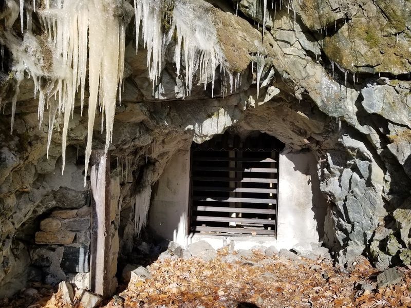 Bat Species of Wildcat Ridge: Meet the Nighttime Residents