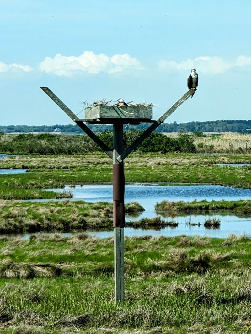 The Piping Plover: A Threatened Species Finding Safe Ground