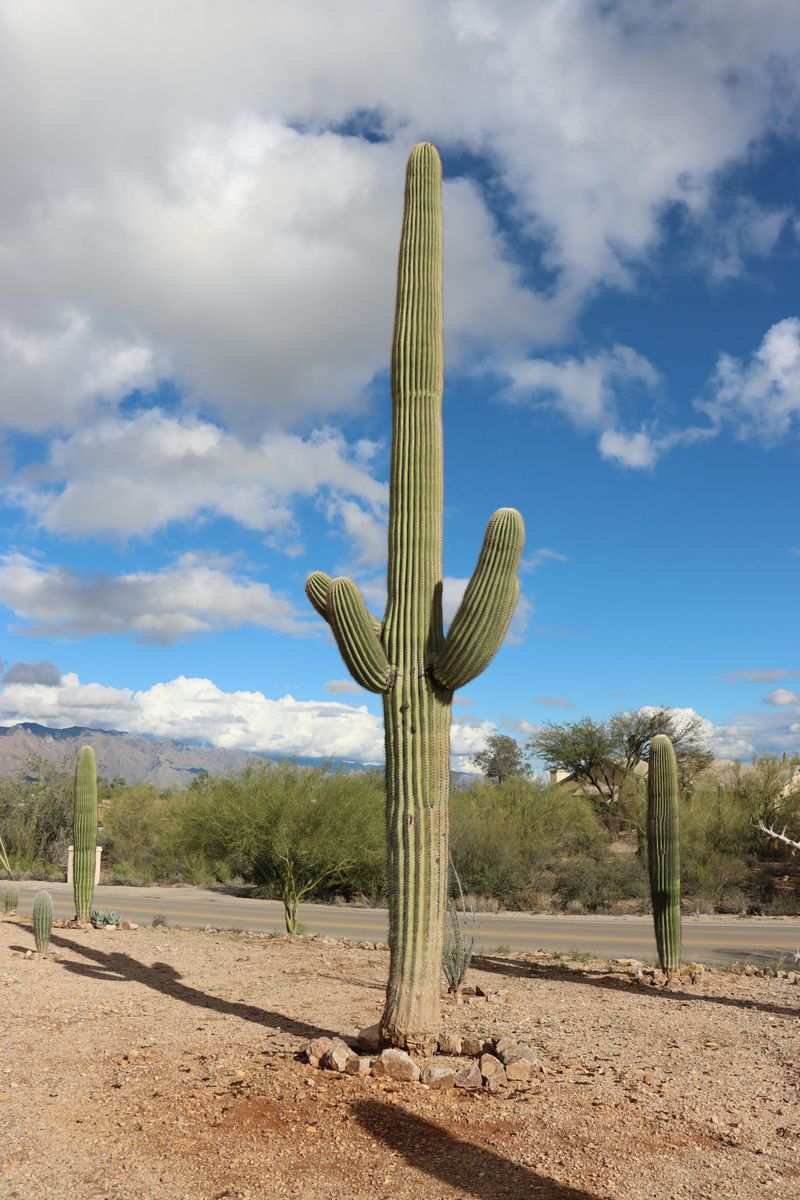 Private Land Clearing Still Has A Required Process
