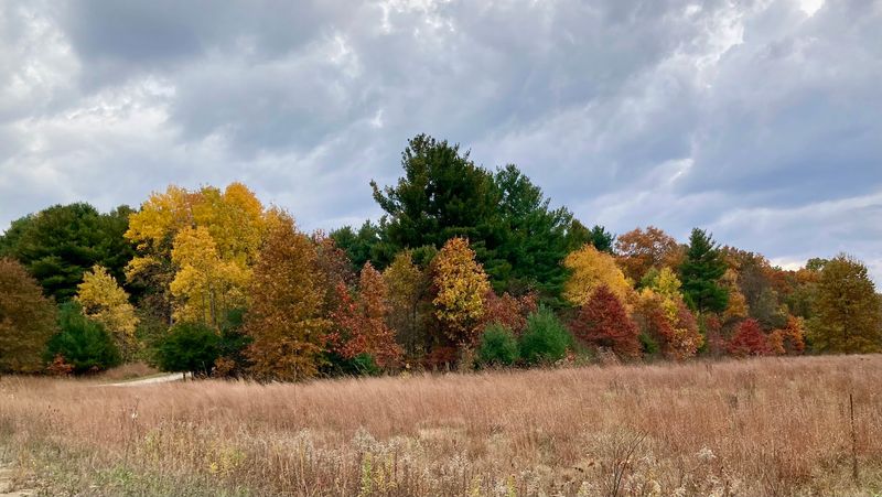 Hardwood Forests With Canopy Cover Worth Seeking Out