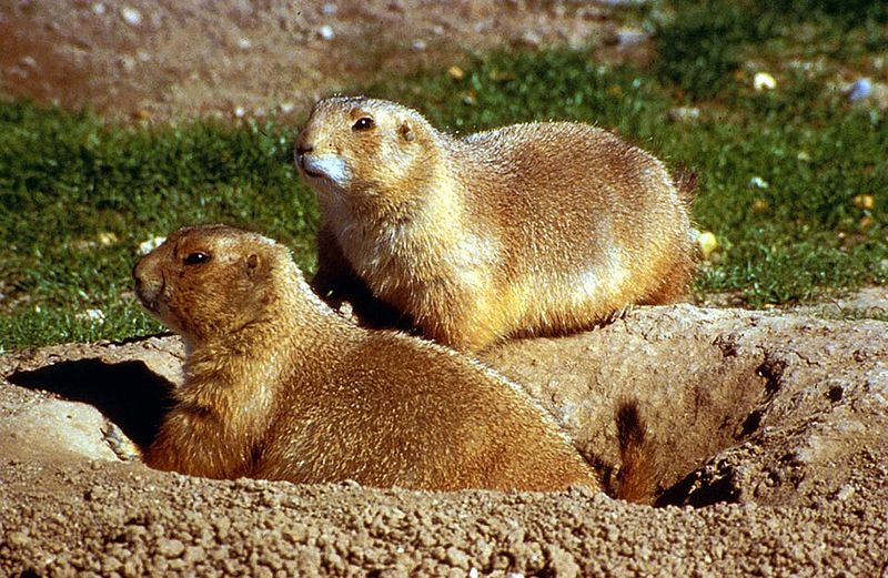 The Prairie Dog Town: A Wildly Entertaining Wildlife Stop