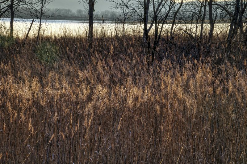 A Rare Ecosystem Overlap That Indiana Naturalists Love