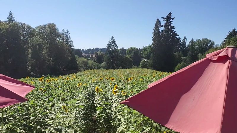 Planning Your Visit to the Oregon Sunflower Festival