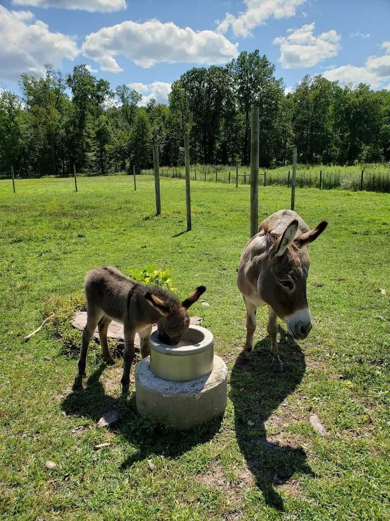 Farm Animals That Make Every Visit Feel Warmer