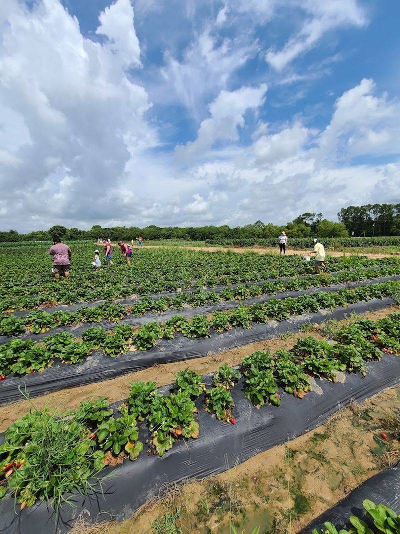 The Annual Strawberry Festival in March