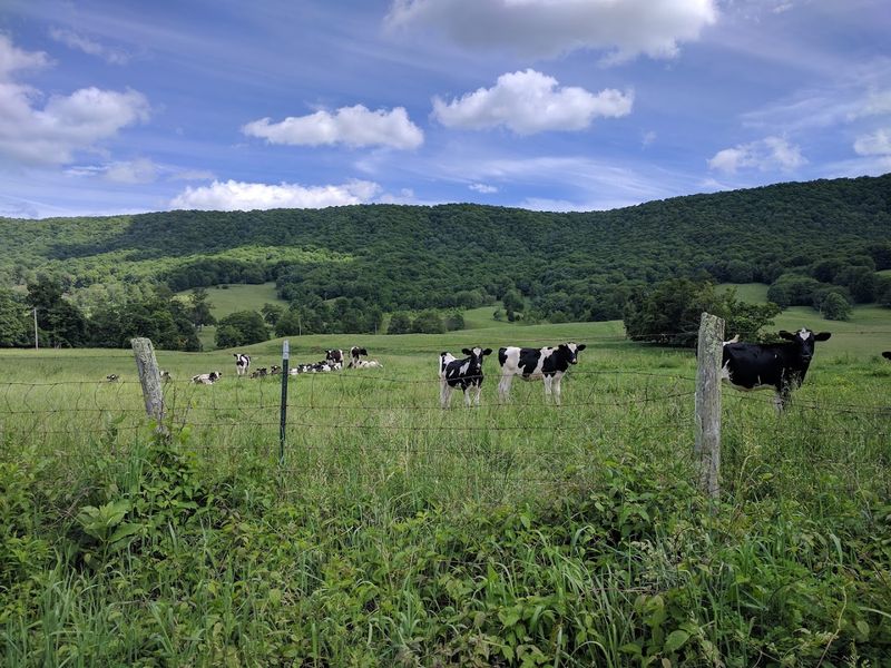 Silence That Modern Life Forgot