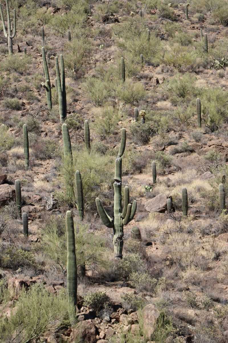 Illegal Removal Can Bring Serious Penalties, Not Just Fines