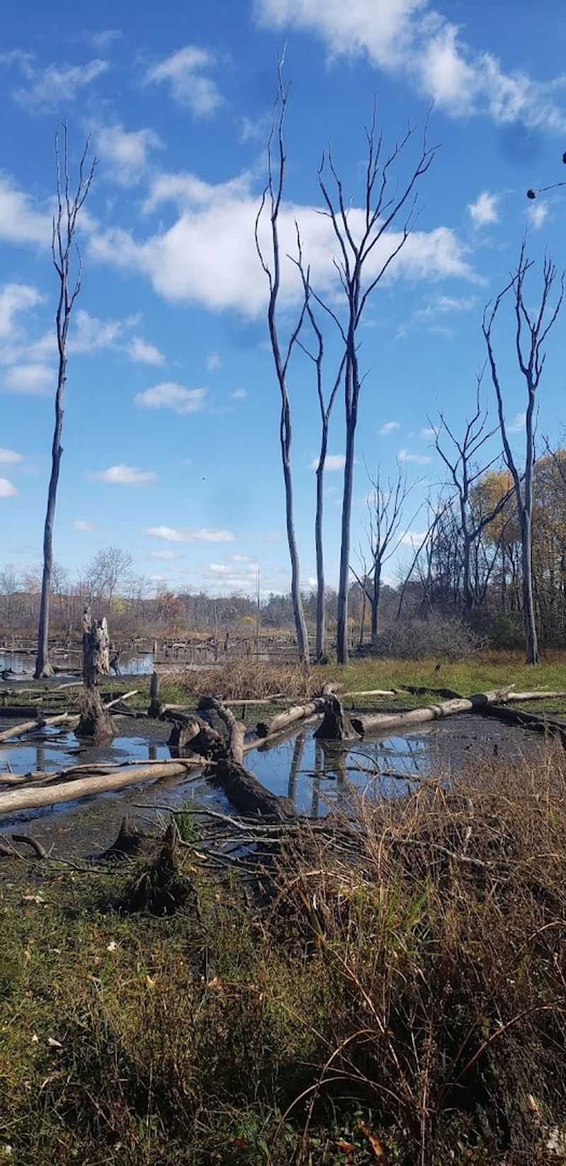 Bogs, Fens, Marshes, and Wetlands All in One Place