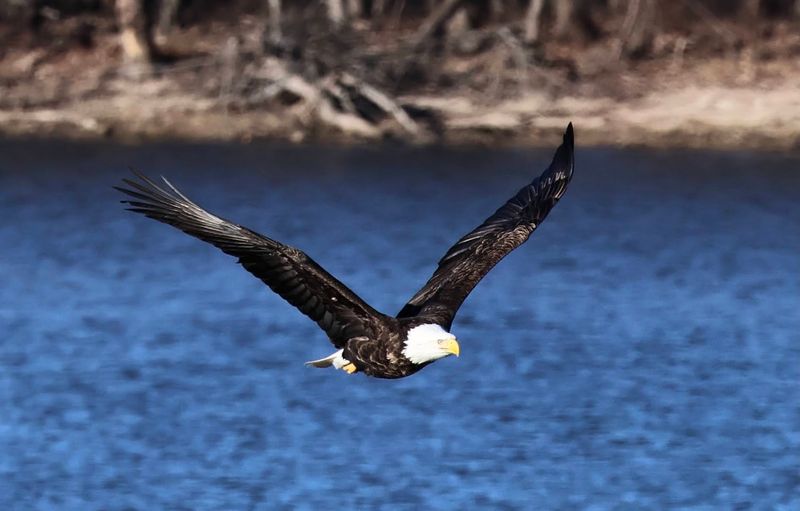 Eagle-Spotting Energy Along The Mississippi Flyway