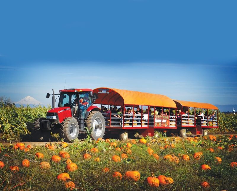 Bauman Farms Pumpkin Patch and Seasonal Garden